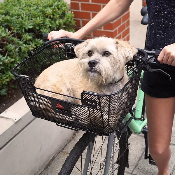 cesta para perros