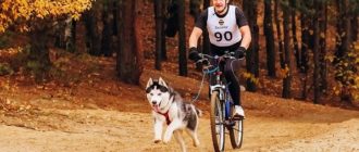 Cómo transportar un perro en bicicleta: las mejores formas