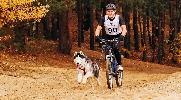 Cómo transportar un perro en bicicleta: las mejores formas