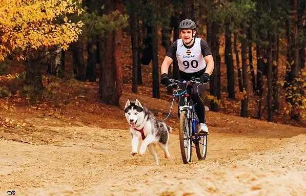 cuándo merece la pena llevar un perro en la bicicleta