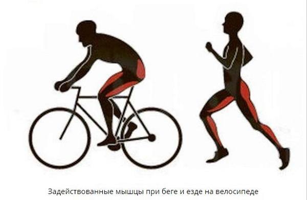 músculos implicados en la carrera y el ciclismo